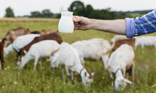 goat milk good or bad