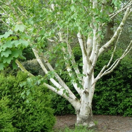 Himalayan Birch