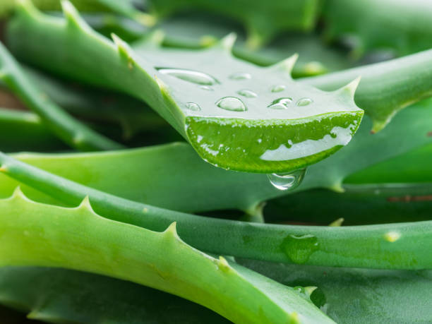 Aloevera