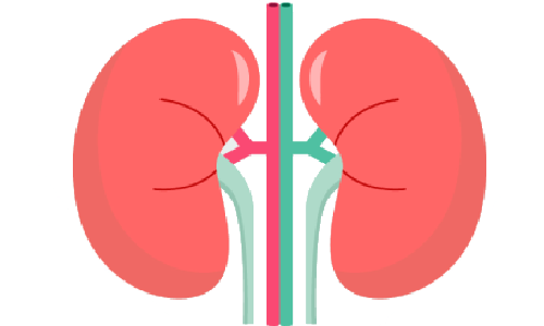 kidneys ayurveda