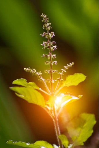 Tulsi