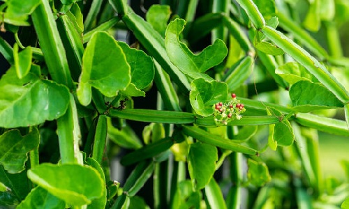 Hadjod (Cissus Quadrangularis)